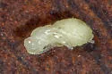 Disholcaspis lacuna