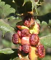 Clasping Twig Gall Wasp