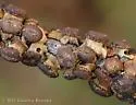 Clasping Twig Gall Wasp - photo 2