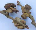 Clasping Twig Gall Wasp - photo 3