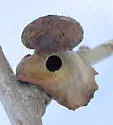 Clasping Twig Gall Wasp - photo 4