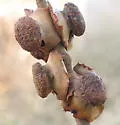Clasping Twig Gall Wasp - photo 5