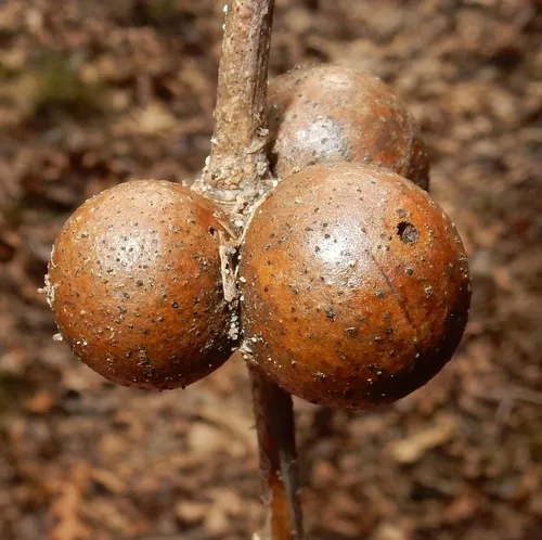 Round Bullet Gall Wasp