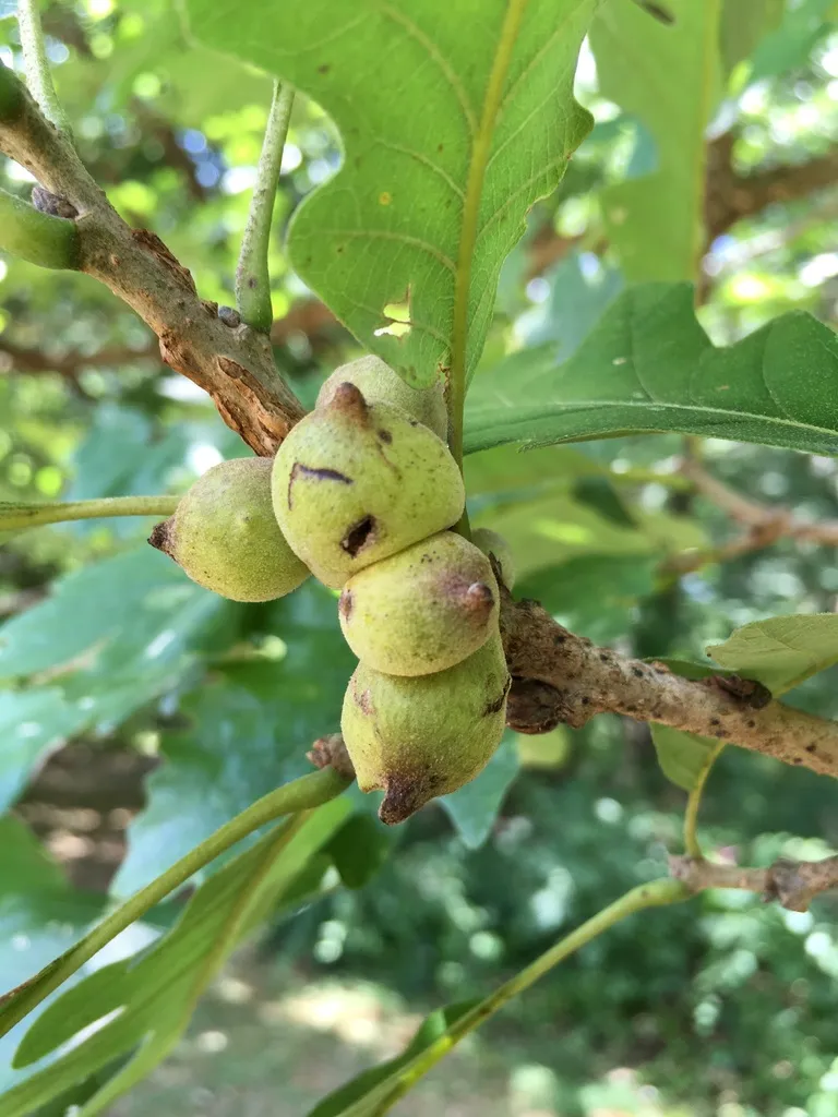 Oak Rough Bullet Gall Wasp - photo 2