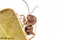 Disholcaspis quercusomnivora