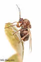 Disholcaspis quercusomnivora - photo 2