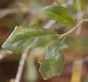 Disholcaspis quercusvirens - photo 2
