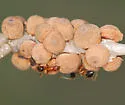 Disholcaspis quercusvirens - photo 3