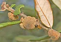 Disholcaspis quercusvirens - photo 4