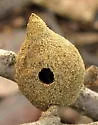 Dried Peach Gall Wasp