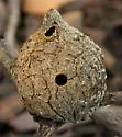 Dried Peach Gall Wasp - photo 2