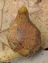 Dried Peach Gall Wasp - photo 3