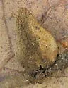Dried Peach Gall Wasp - photo 4