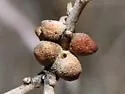 Disholcaspis spissa - photo 2
