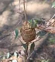 Disholcaspis spongiosa - photo 3