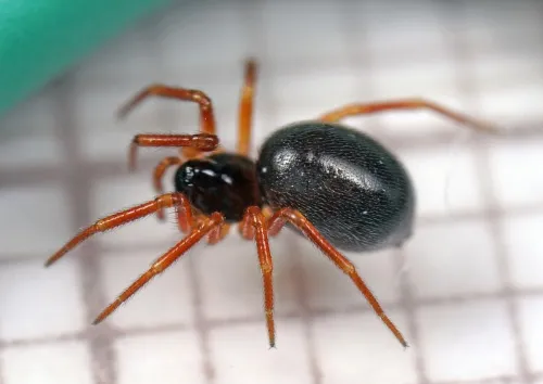Dismodicus bifrons
