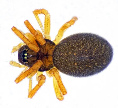Dismodicus bifrons - photo 6