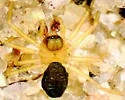 Dismodicus decemoculatus - Dismodicus decemoculatus