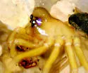 Dismodicus decemoculatus - photo 2