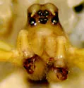 Dismodicus decemoculatus - photo 3