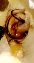 Dismodicus decemoculatus - photo 4