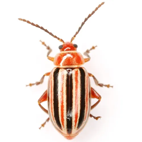 Disonycha admirabila