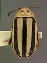 Disonycha alabamae