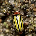 Striped Willow Leaf Beetle