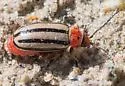 Striped Willow Leaf Beetle - photo 2