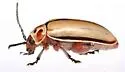 Striped Willow Leaf Beetle - photo 3