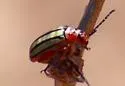 Striped Willow Leaf Beetle - photo 4