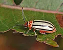 Striped Willow Leaf Beetle - photo 5