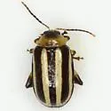 Disonycha barberi
