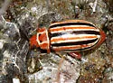 Disonycha caroliniana