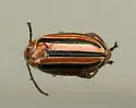 Disonycha caroliniana - photo 2