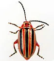 Disonycha caroliniana - photo 4