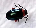 Disonycha collata - Disonycha collata