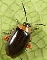 Disonycha collata - photo 3