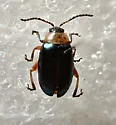 Disonycha collata - photo 4