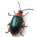Disonycha collata - photo 5