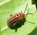 Disonycha conjugata - Disonycha conjugata