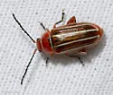 Disonycha conjugata - photo 4