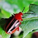 Passionflower Flea Beetle - photo 2