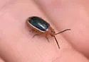 Passionflower Flea Beetle - photo 3