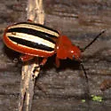 Passionflower Flea Beetle - photo 4