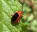 Passionflower Flea Beetle - photo 5