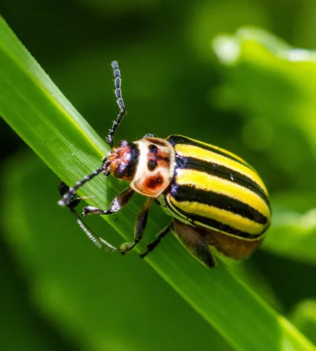 Disonycha fumata - photo 2