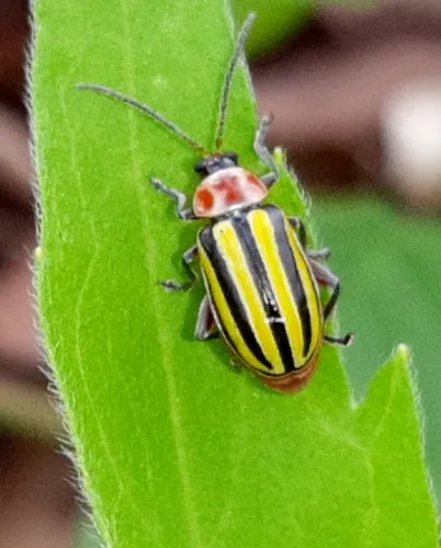 Disonycha fumata - photo 3