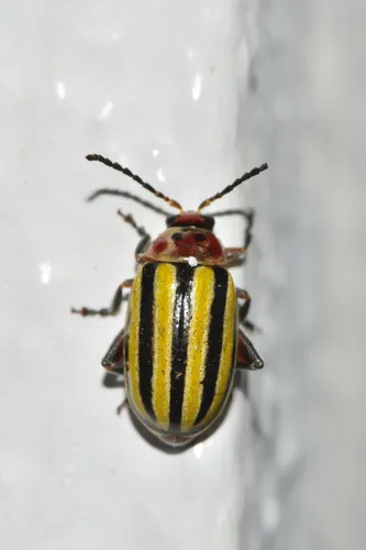 Disonycha fumata - photo 4