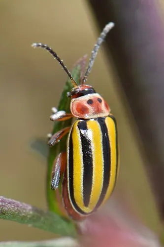 Disonycha fumata - photo 6